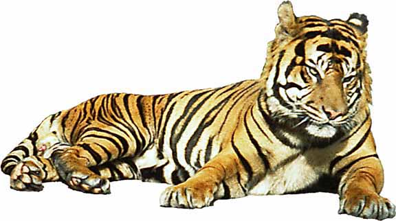 tiger